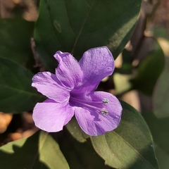 Acanthoideae