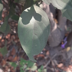 Acanthoideae