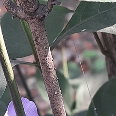 Acanthoideae