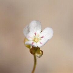 Drosera minutiflora