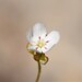 Drosera minutiflora - Photo (c) Hugo Innes, algunos derechos reservados (CC BY-NC), uploaded by Hugo Innes