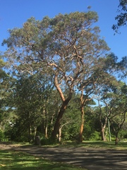 Angophora costata