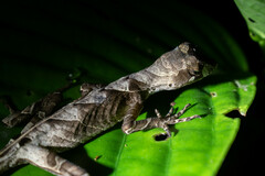 Anolis scypheus