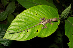 Anolis scypheus