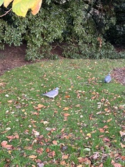 Columba palumbus