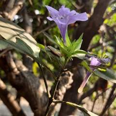 Acanthoideae