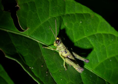 Ommatolampis perspicillata