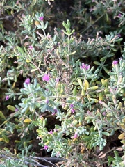 Frankenia salina