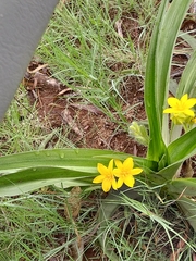 Hypoxis hemerocallidea