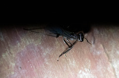 Gigantiops destructor