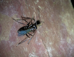 Gigantiops destructor