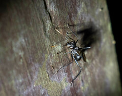 Gigantiops destructor