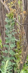Lagerstroemia indica
