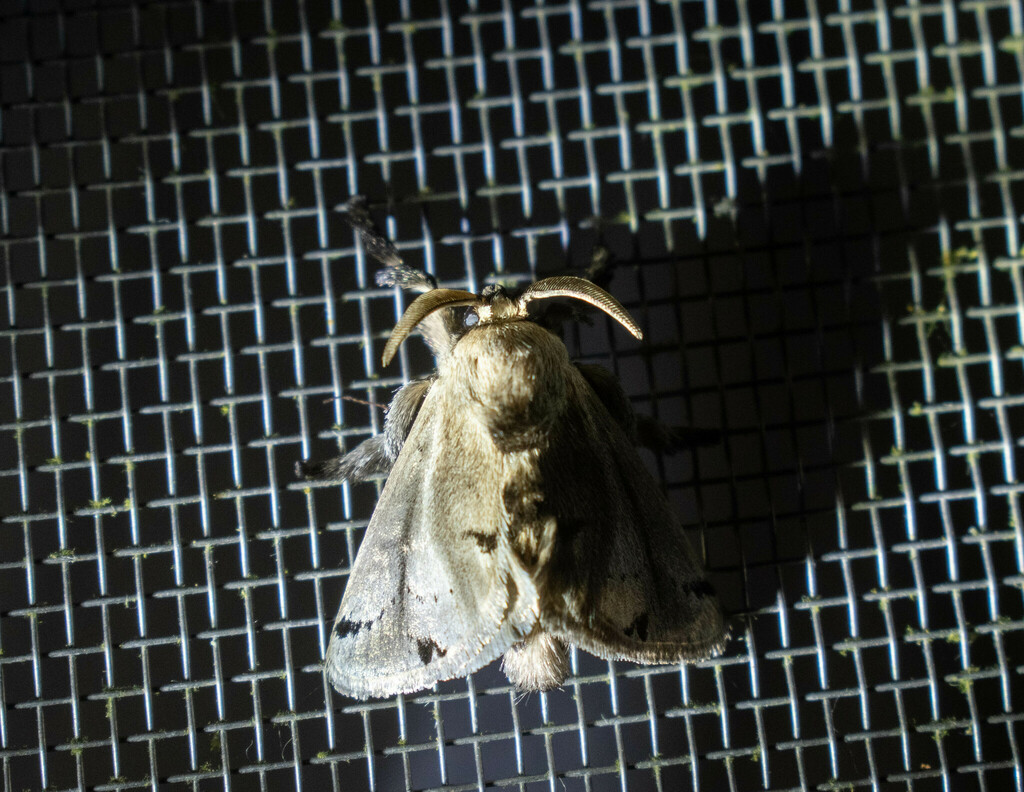 Perola cilipes
