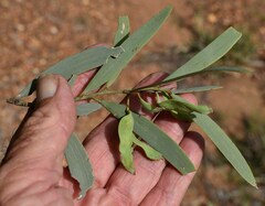 Acacia cambagei