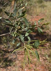 Acacia stipuligera