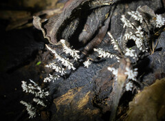 Brunneocorticium corynecarpon