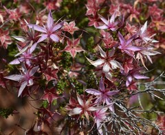 Calytrix microcoma