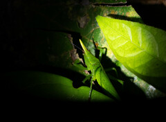 Oxyprora curvirostris