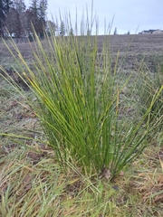 Juncus patens