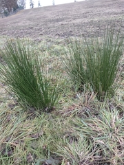Juncus patens