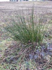 Juncus patens