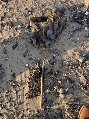 Laminariaceae