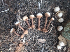 Tulostoma polymorphum