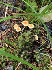Agaricomycotina