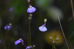 Utricularia barkeri