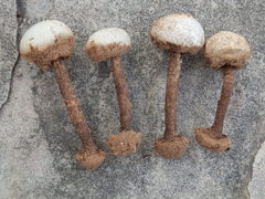 Tulostoma polymorphum