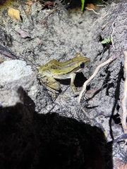 Polypedates leucomystax