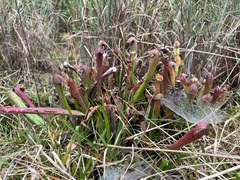 Sarracenia minor