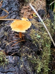 Agaricomycotina