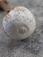 Tulostoma polymorphum