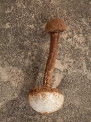 Tulostoma polymorphum