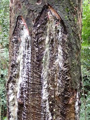 Agathis dammara