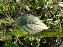 Ruellia drummondiana