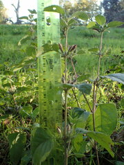 Ruellia drummondiana