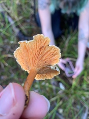 Agaricomycotina