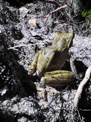 Polypedates leucomystax