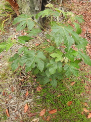 Brachychiton bidwillii