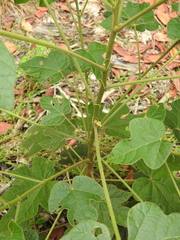 Brachychiton bidwillii