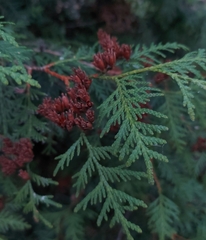 Thuja occidentalis