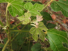 Brachychiton bidwillii