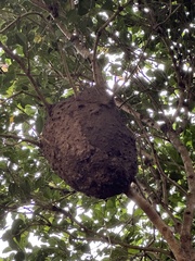 Crematogaster rogenhoferi