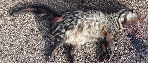 African Civet