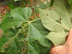 Brachychiton bidwillii