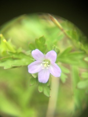 Geranium solanderi