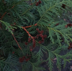 Thuja occidentalis
